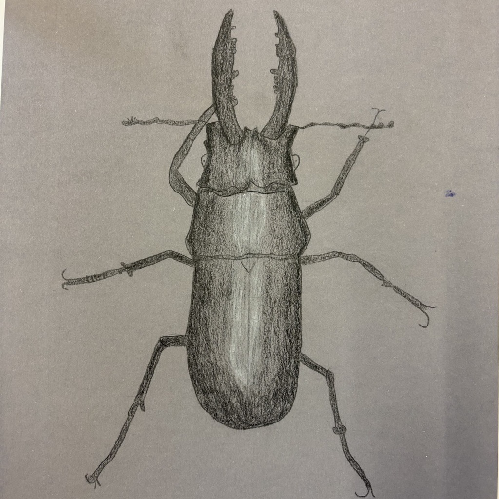 PKäfer